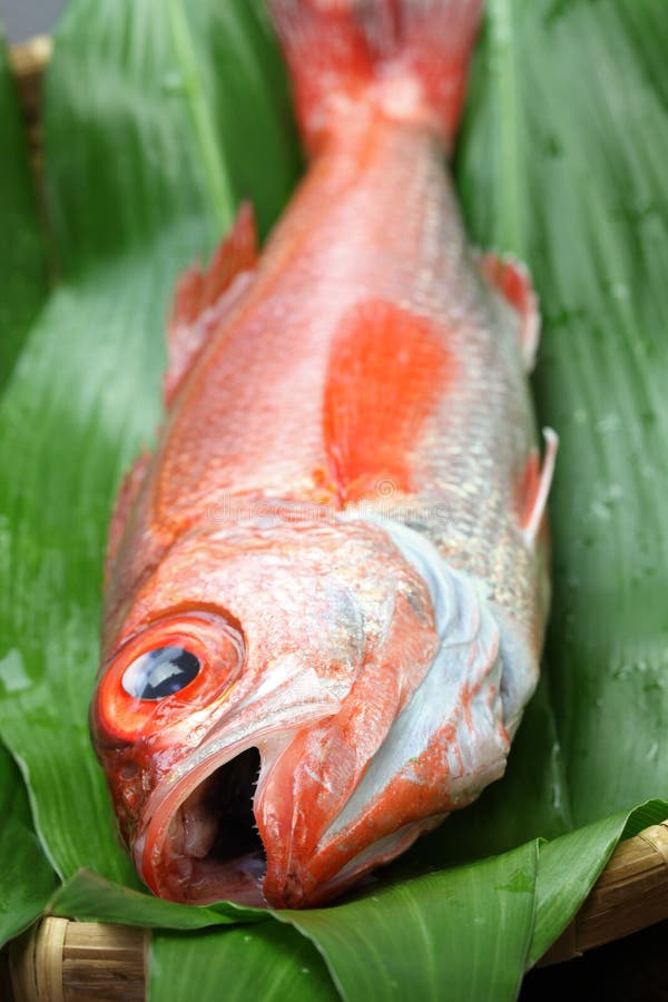 Blackthroat Seaperch 玫瑰色雪鱼 日本高级鱼库存照片 图片包括有seaperch 玫瑰色雪鱼 日本高级鱼 Blackthroat Blackthroat Seaperch 玫瑰色雪鱼 日本高级鱼库存照片 图片包括有seaperch 玫瑰色雪鱼 日本高级鱼 Blackthroat