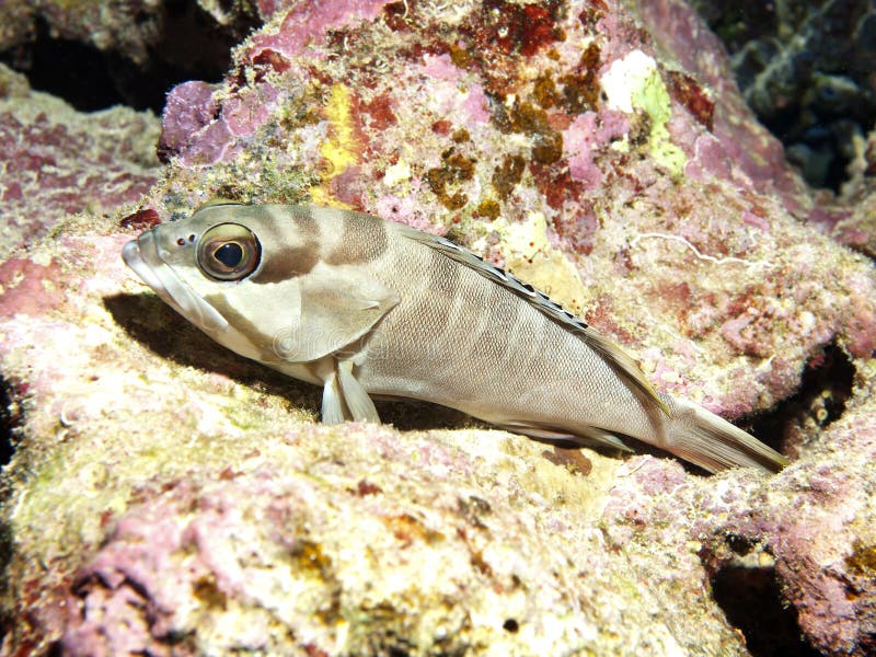 Blacktip Grouper obrazy royalty free Blacktip Grouper obrazy royalty free