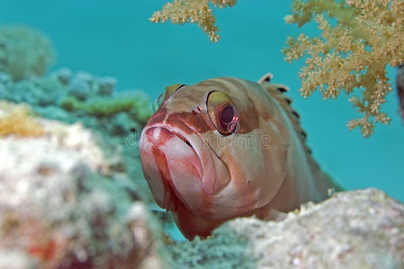 Blacktip grouper (epinephelus fasciatus)