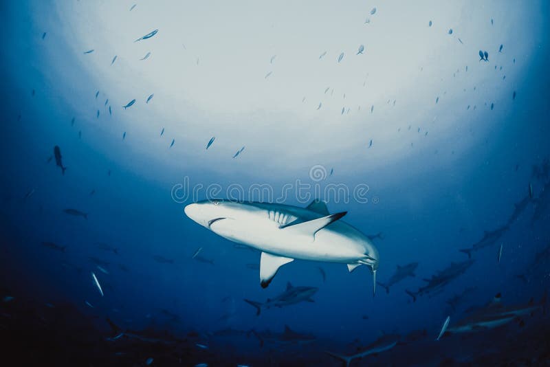Blacktip Whitetip Sharks Stock Photos - Free & Royalty-Free Stock