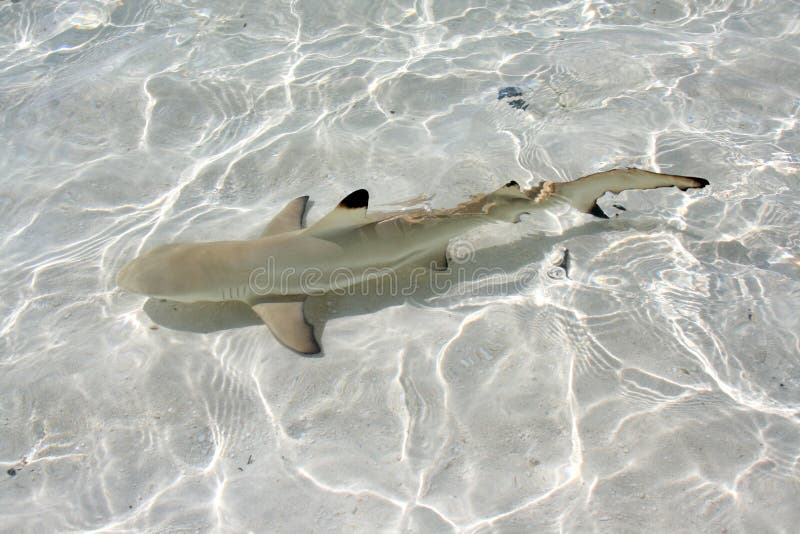 baby black tip reef shark