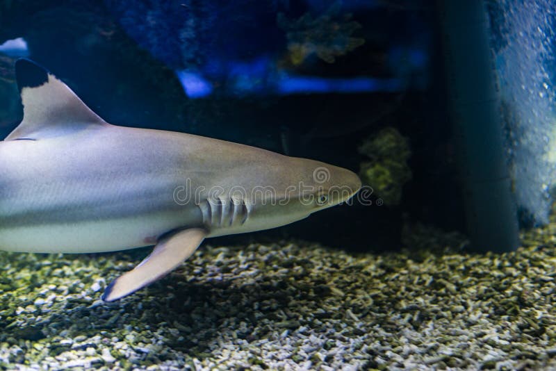 Blacktip Reef Shark. Carcharhinus Melanopterus in Aquarium Stock Photo