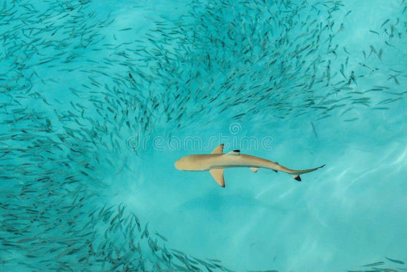 baby black tip reef shark