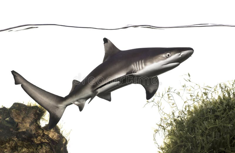 Blacktip reef shark swimming under water line, among plants