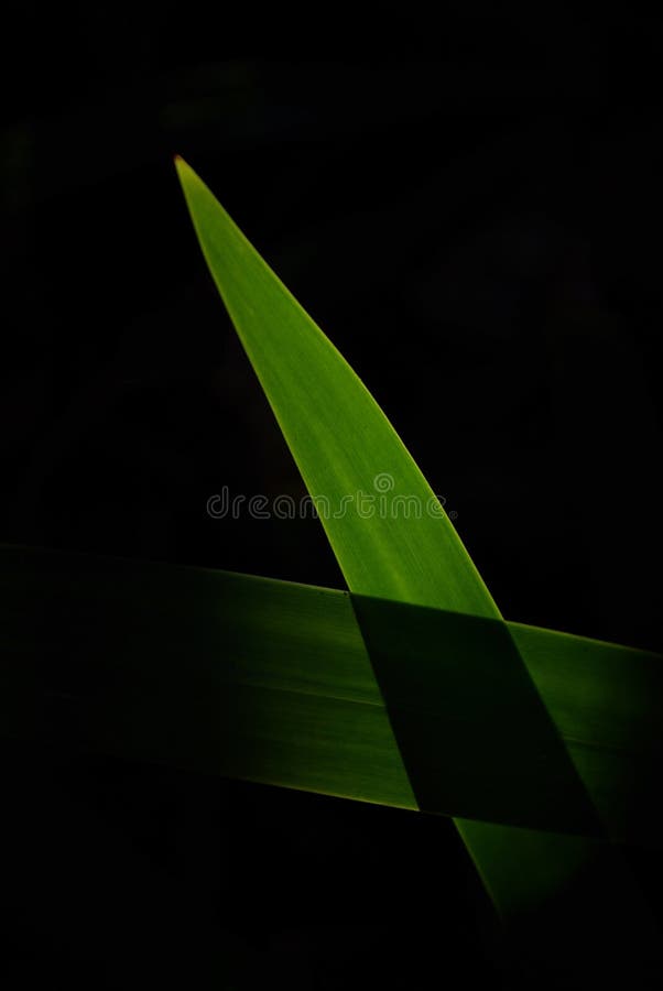 Blad stock afbeelding