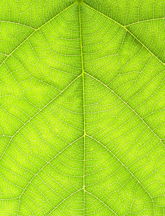 Blad royalty-vrije stock foto