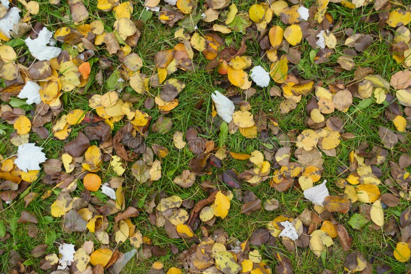 Blad, brun och gul, på gröngräs. Brun- och gula fallna blad av päron på gröngräs i november