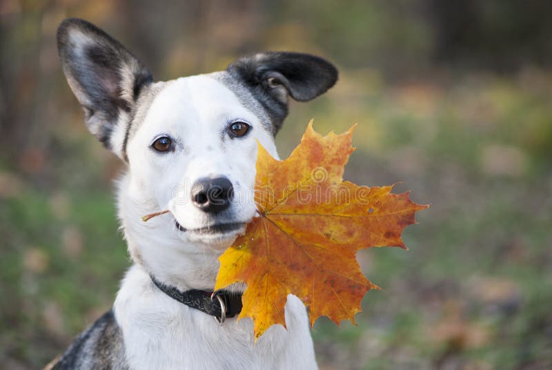 Blad för guling för höst för gullig blandad-avel hund hållande royaltyfria bilder