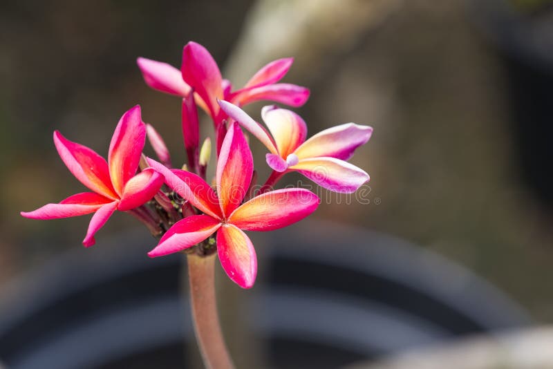 Blad för rosa natur för guling för frangipani för bakgrund för vita blommor för Plumeria tropiskt royaltyfria foton Blad för rosa natur för guling för frangipani för bakgrund för vita blommor för Plumeria tropiskt royaltyfria foton