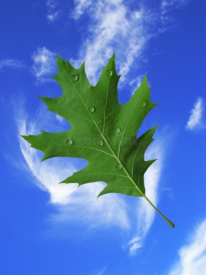 Leaf with water drops on blue sky background. Leaf with water drops on blue sky background