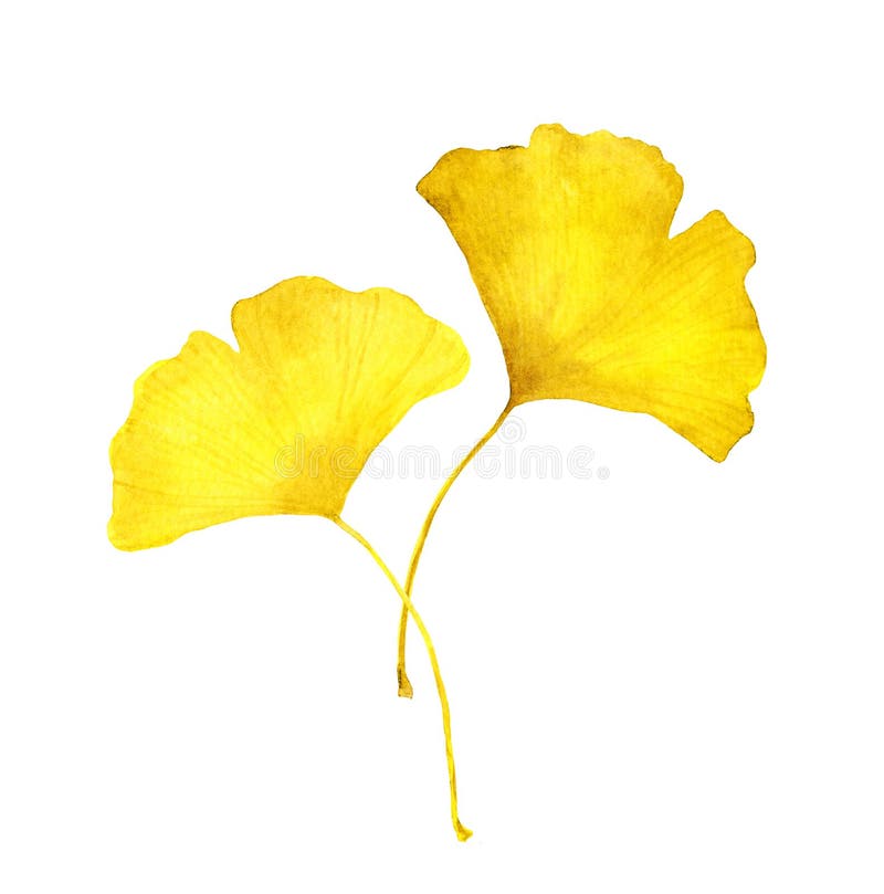 Bladblad av höstgul ginkgo. säsongsillustration av vattenfärg arkivbild