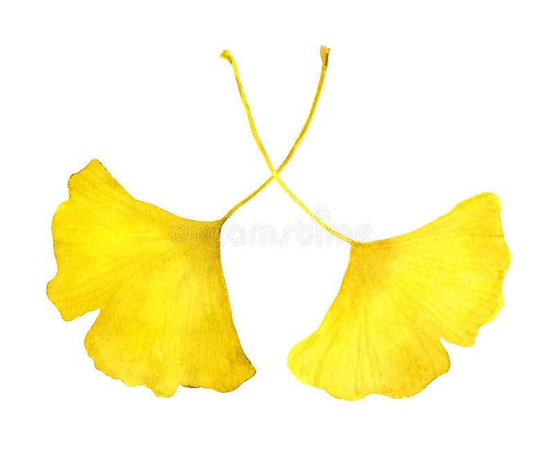 Bladblad av höstgul ginkgo. säsongsillustration av vattenfärg arkivfoto