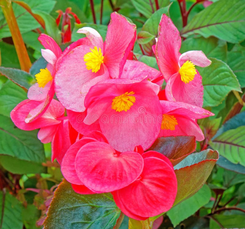 Bladblommor av rosa begonia i slutet av sommaren fotografering för bildbyråer