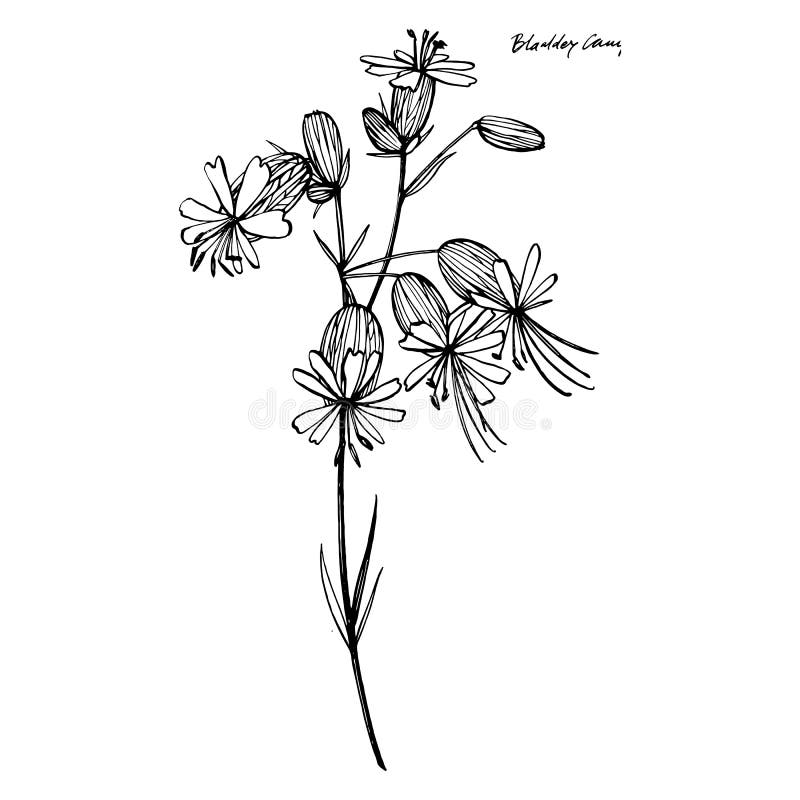 Bladder campion flowers. Set of drawing cornflowers, floral elements, hand drawn botanical illustration. Good for