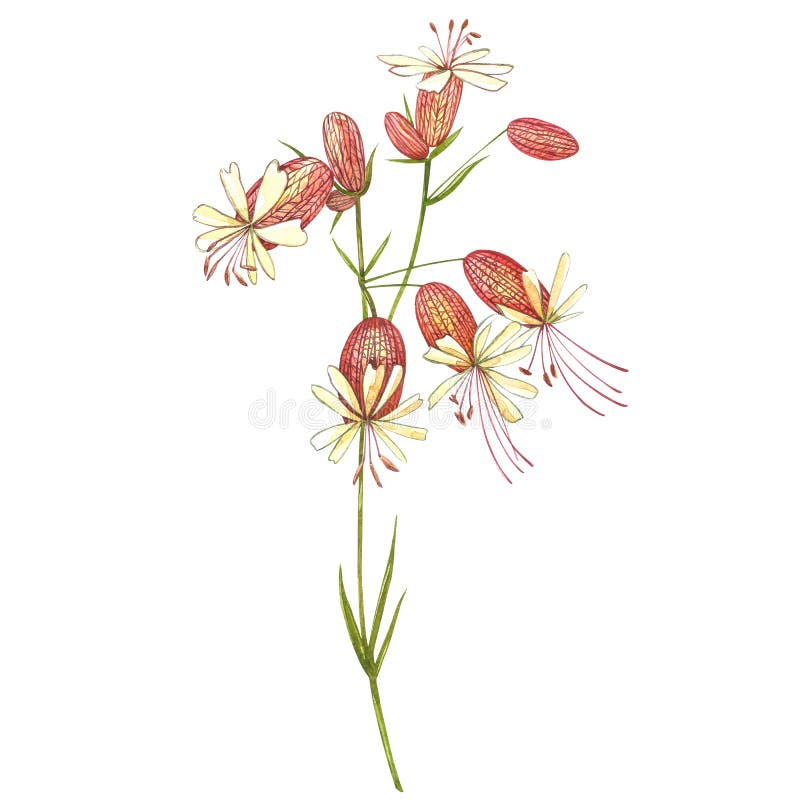 Bladder campion flowers. Watercolor set of drawing cornflowers, floral elements, hand drawn botanical illustration. Good