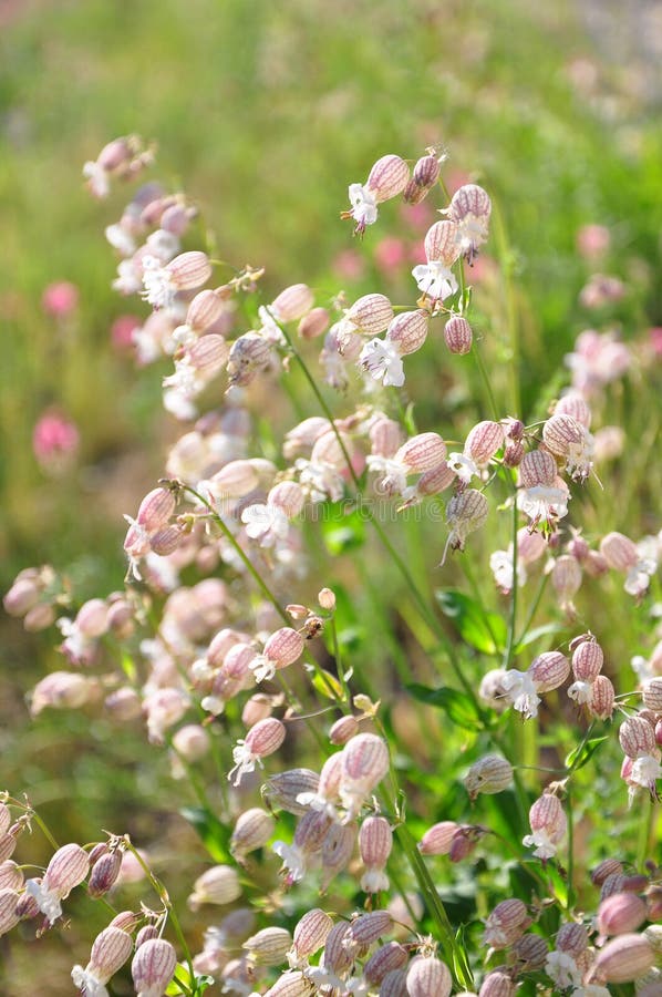 Bladder campion (Silene vulgaris)