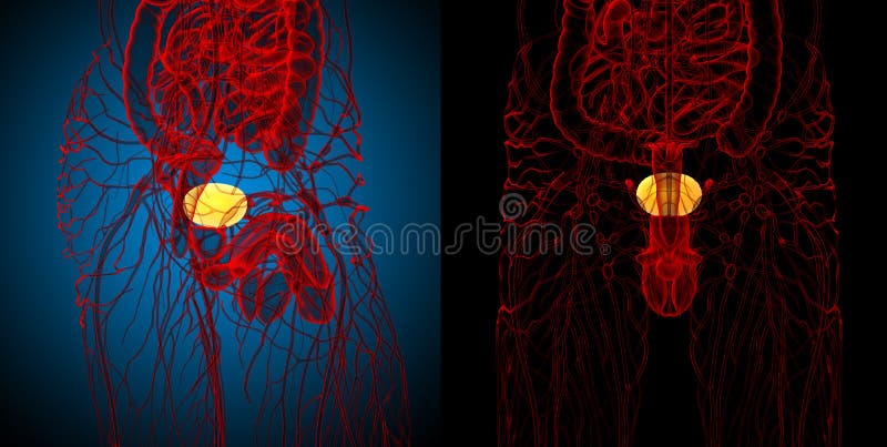 3d rendering medical illustration of the bladder