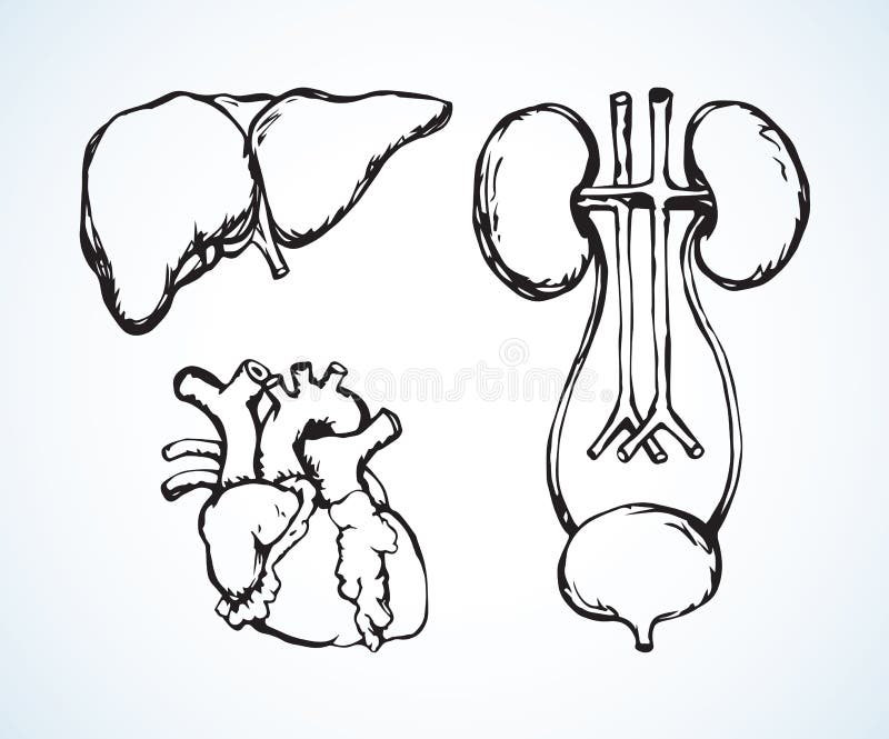 bladder rysuje tła trawy kwiecistego wektora ilustracja wektor bladder rysuje tła trawy kwiecistego wektora ilustracja wektor