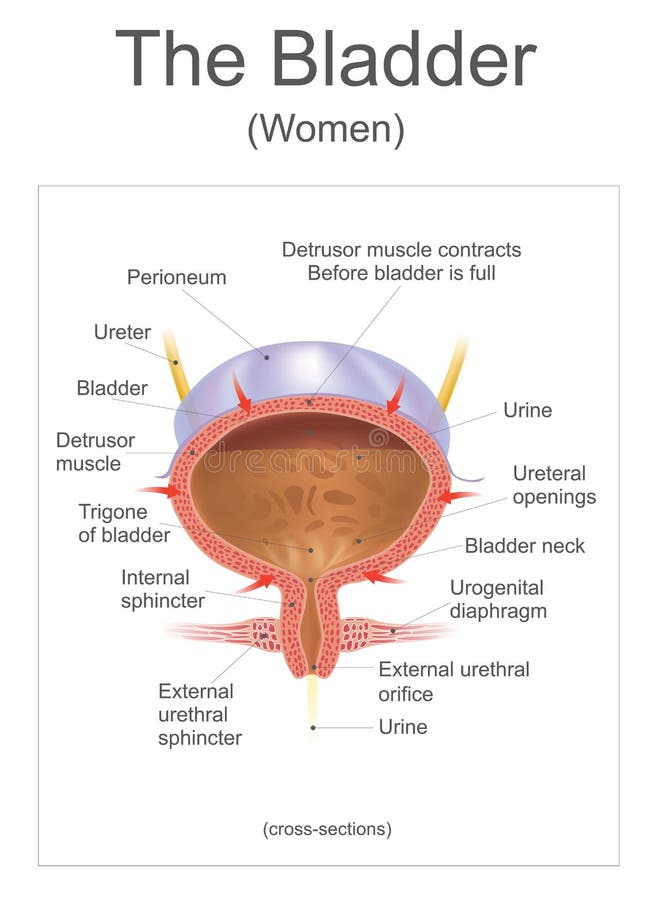 The bladder women.