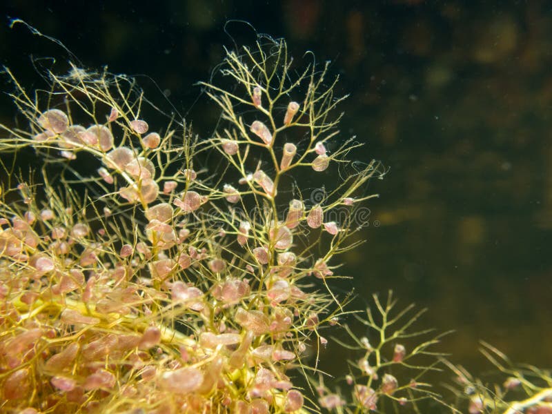 Bladders of bladderwort water plant.