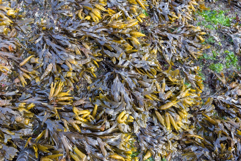 Bladderwrack Seaweed Closeup
