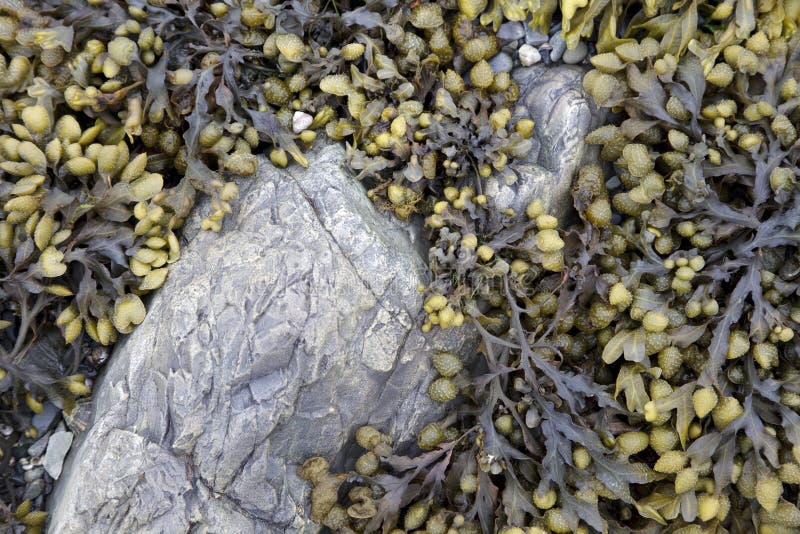 Bladderwrack seaweed