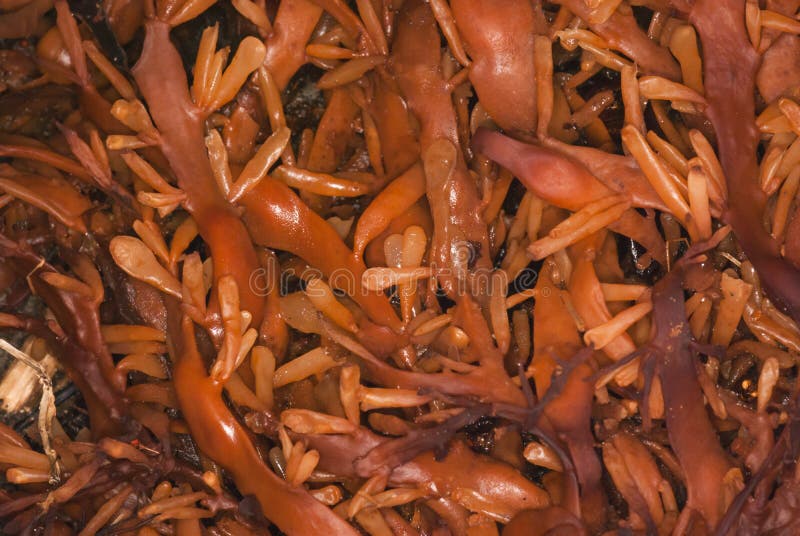 Bladderwrack, vesiculosus do fuco, alga foto de stock royalty free Bladderwrack, vesiculosus do fuco, alga foto de stock royalty free