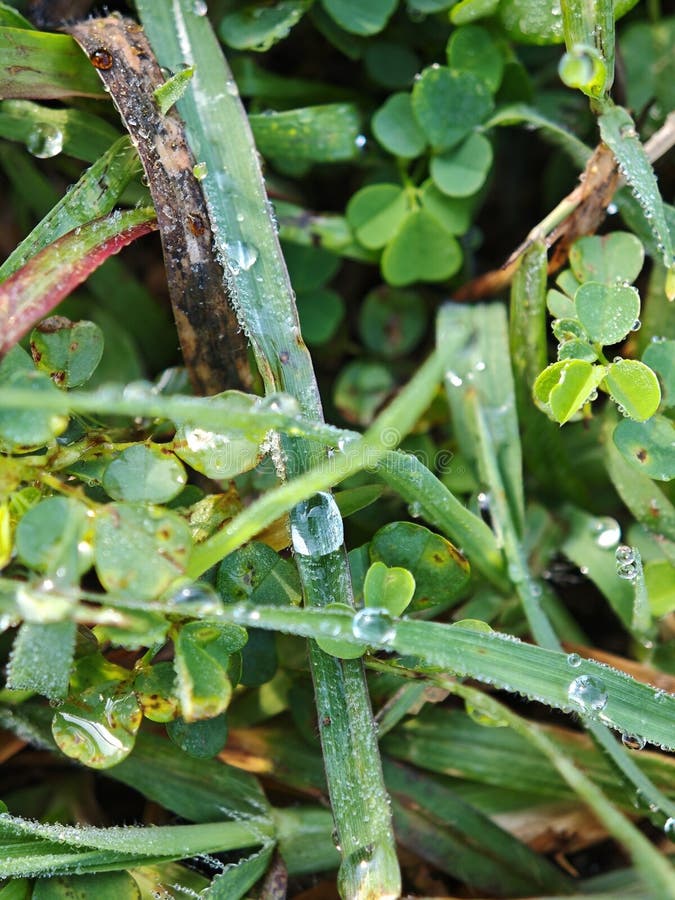 Vibrant green grass blades fill the foreground with a few small water droplets clinging to them. The dew accentuates the natural texture and freshness of the grass. The blades, of varying lengths, create a dense, lush layer typical of a meadow. The soft lighting highlights the glossy surfaces, giving the droplets a pearl-like appearance. The background is slightly out of focus, enhancing the depth of field and drawing attention to the detailed droplets on the grass. Out line drawing tree stock images, royalty-free photos and pictures