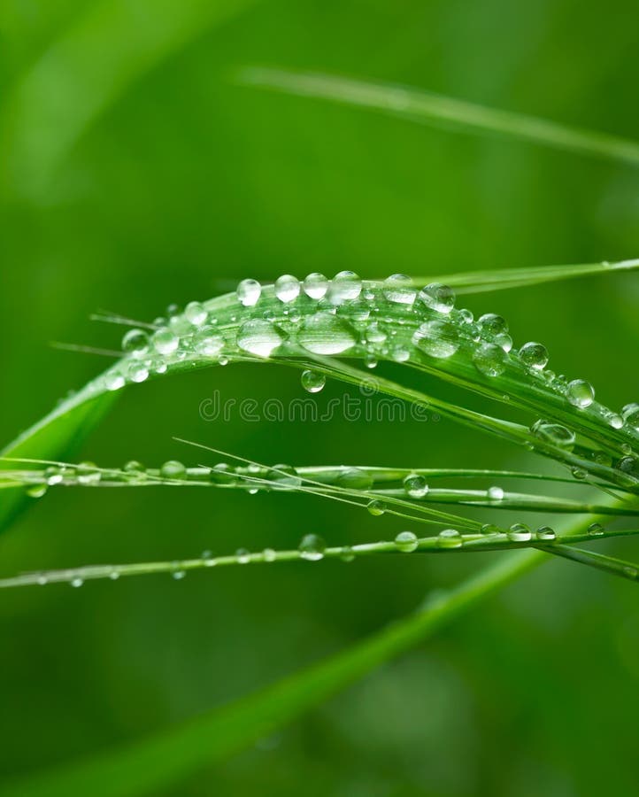Blade of Grass and Water Droplet Stock Photo Image of morning