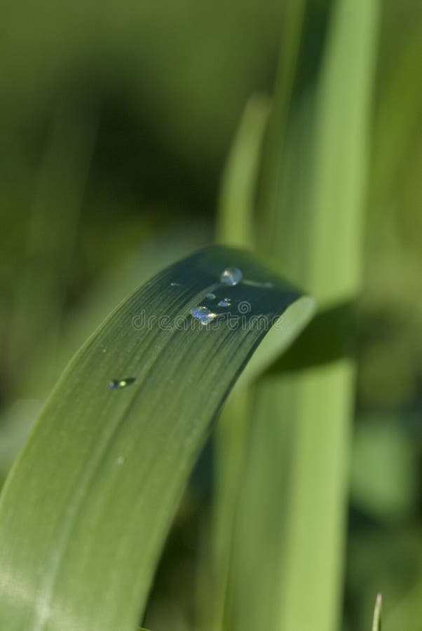Blade Of Grass With Water Sprinkles Picture. Image 962370