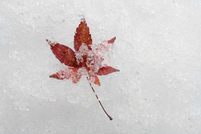 A 7-blade red maple leaf on snow. 7-blade red maple leaf on snow
