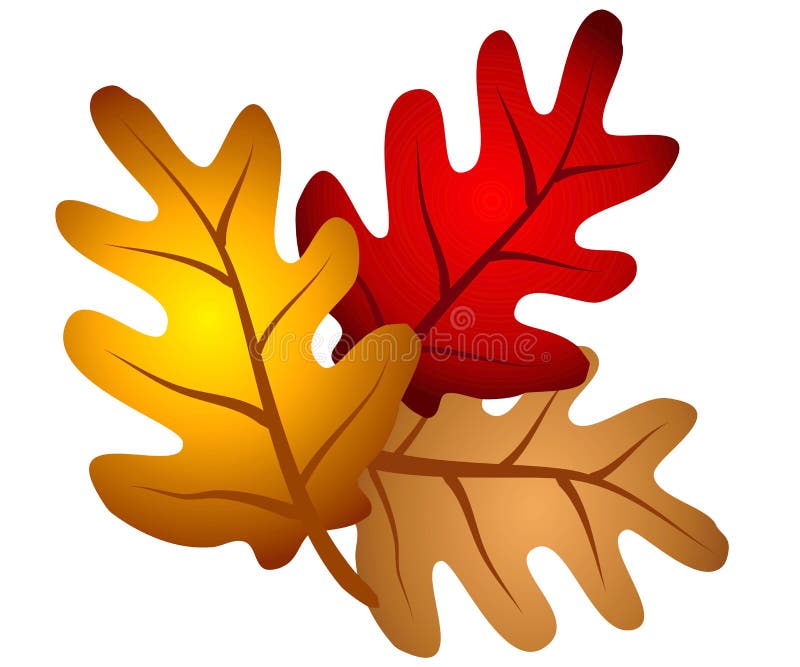 A clip art illustration of an isolated arrangement of autumn oak tree leaves in red, gold and brown. A clip art illustration of an isolated arrangement of autumn oak tree leaves in red, gold and brown