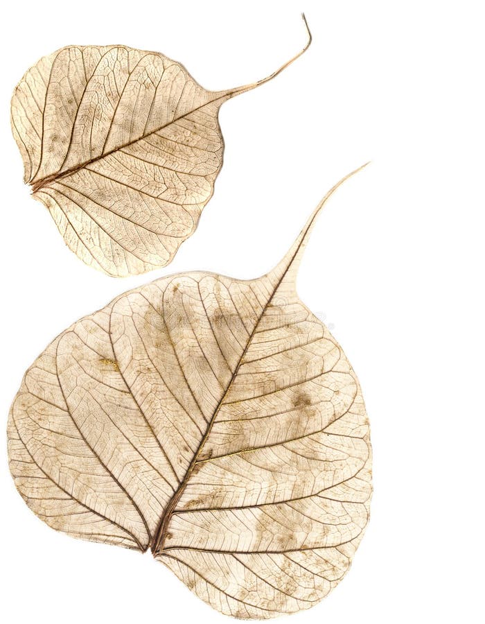 Bladeren geïsoleerd op wit stock afbeelding