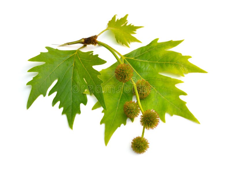 Bladeren en fruit van Platanus vliegtuigen of vliegtuigbomen Ge?soleerdj op witte achtergrond stock afbeeldingen Bladeren en fruit van Platanus vliegtuigen of vliegtuigbomen Ge?soleerdj op witte achtergrond stock afbeeldingen