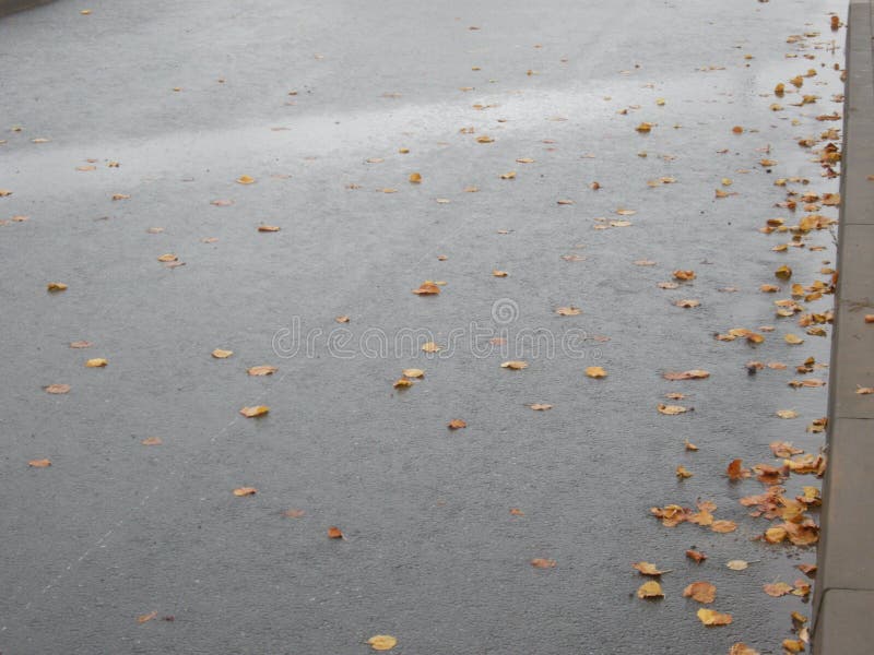 Bladeren op de weg, de herfst, datlight, regen, regenachtige dag royalty-vrije stock fotografie Bladeren op de weg, de herfst, datlight, regen, regenachtige dag royalty-vrije stock fotografie