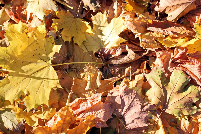 Bladeren ter plaatse in de herfst als achtergrond stock foto Bladeren ter plaatse in de herfst als achtergrond stock foto