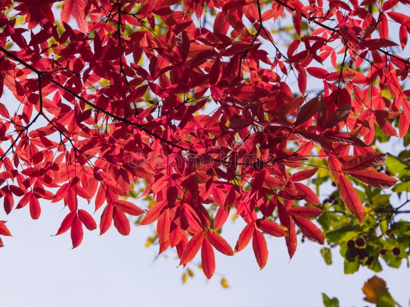 Leaves of Manchurian Maple or Acer mandshuricum in autumn against sunlight with bokeh background, selective focus, shallow DOF. Leaves of Manchurian Maple or Acer mandshuricum in autumn against sunlight with bokeh background, selective focus, shallow DOF.