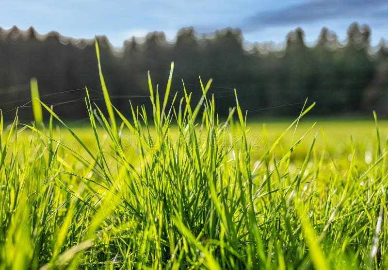 Blades of Grass in a Meadow Stock Photo - Image of plants, background: 219131394 Blades of Grass in a Meadow Stock Photo - Image of plants, background: 219131394