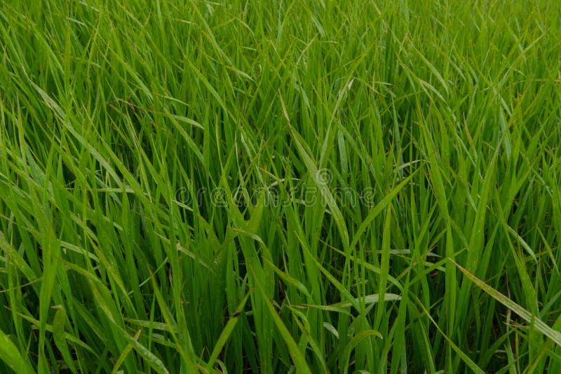 Blades of Grass in Thick Field Stock Image Image of thick, plant