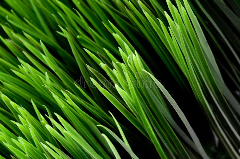 Blades of green grass stock image. Image of lawn, greenery 8271743