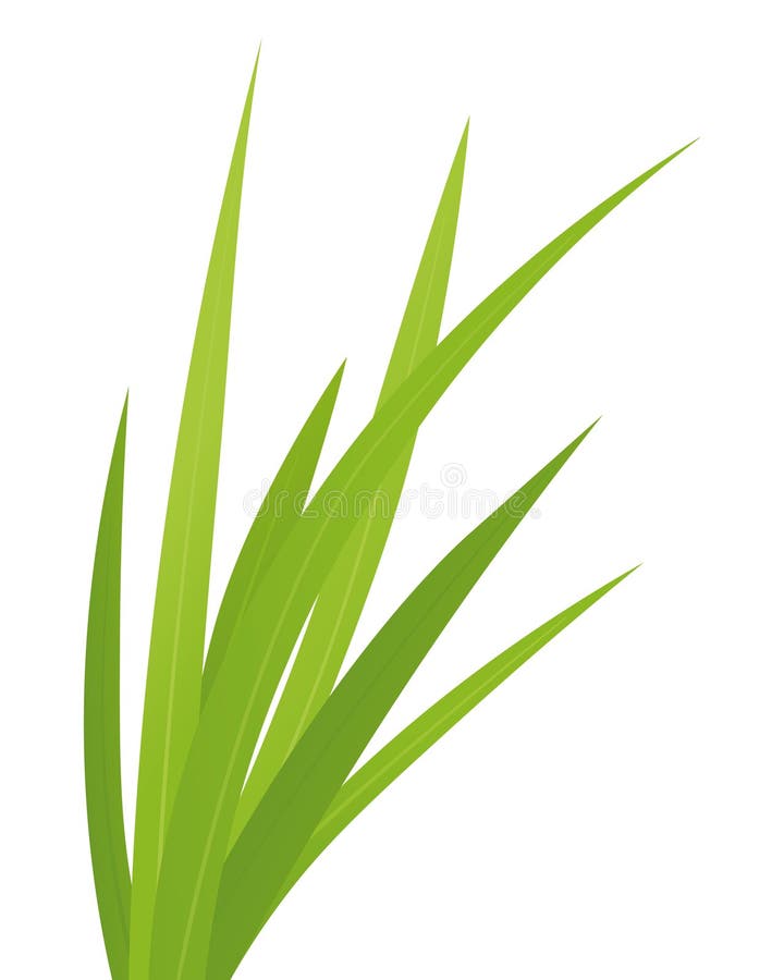 Blades of green grass stock vector. Illustration of vector 276328600