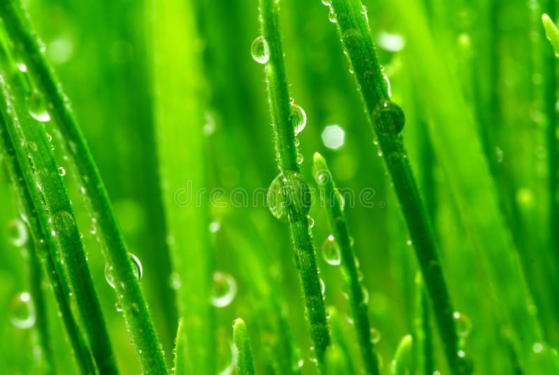 Blades of Wet Green Grass