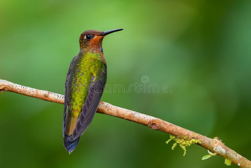 White-tailed Hillstar - Urochroa bougueri, beautiful colored hummingbird from Andean slopes of South America, Hollin waterfall, Ecuador. White-tailed Hillstar - Urochroa bougueri, beautiful colored hummingbird from Andean slopes of South America, Hollin waterfall, Ecuador.