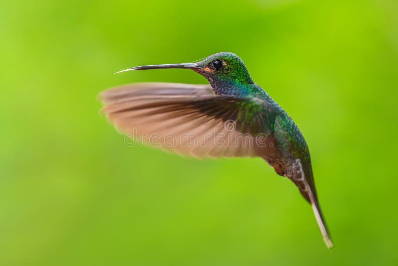 White-tailed Hillstar - Urochroa bougueri, beautiful colored hummingbird from Andean slopes of South America, Hollin waterfall, Ecuador. White-tailed Hillstar - Urochroa bougueri, beautiful colored hummingbird from Andean slopes of South America, Hollin waterfall, Ecuador.