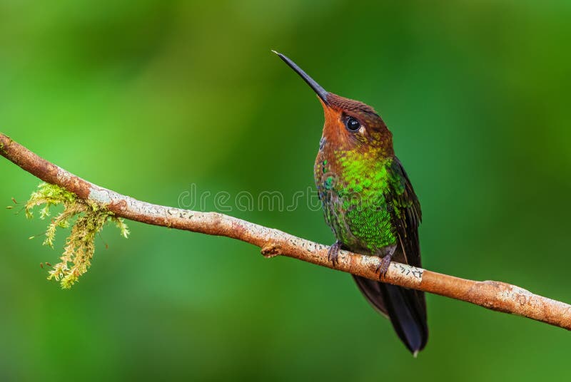 White-tailed Hillstar - Urochroa bougueri, beautiful colored hummingbird from Andean slopes of South America, Hollin waterfall, Ecuador. White-tailed Hillstar - Urochroa bougueri, beautiful colored hummingbird from Andean slopes of South America, Hollin waterfall, Ecuador.