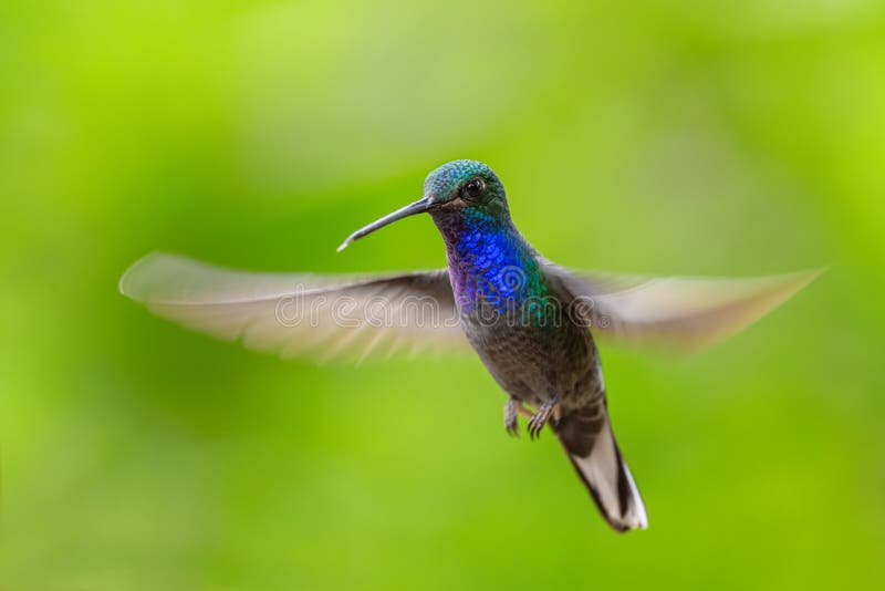 White-tailed Hillstar - Urochroa bougueri, beautiful colored hummingbird from Andean slopes of South America, Hollin waterfall, Ecuador. White-tailed Hillstar - Urochroa bougueri, beautiful colored hummingbird from Andean slopes of South America, Hollin waterfall, Ecuador.