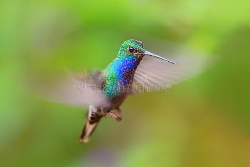 White-tailed Hillstar - Urochroa bougueri, beautiful colored hummingbird from Andean slopes of South America, Hollin waterfall, Ecuador. White-tailed Hillstar - Urochroa bougueri, beautiful colored hummingbird from Andean slopes of South America, Hollin waterfall, Ecuador.