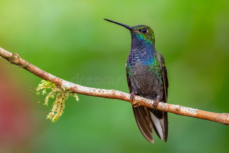 White-tailed Hillstar - Urochroa bougueri, beautiful colored hummingbird from Andean slopes of South America, Hollin waterfall, Ecuador. White-tailed Hillstar - Urochroa bougueri, beautiful colored hummingbird from Andean slopes of South America, Hollin waterfall, Ecuador.