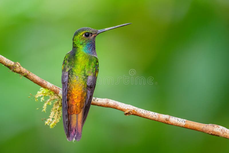 White-tailed Hillstar - Urochroa bougueri, beautiful colored hummingbird from Andean slopes of South America, Hollin waterfall, Ecuador. White-tailed Hillstar - Urochroa bougueri, beautiful colored hummingbird from Andean slopes of South America, Hollin waterfall, Ecuador.