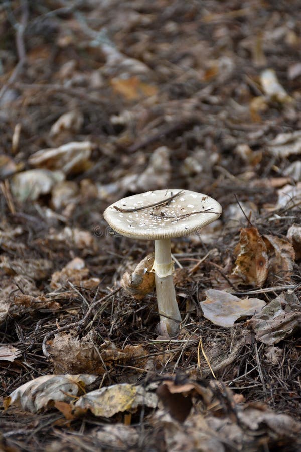 Blady toadstool w grzybku do zamykania trawy w lesie zdjęcia royalty free